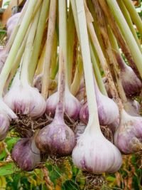Uganda Grown Garlic